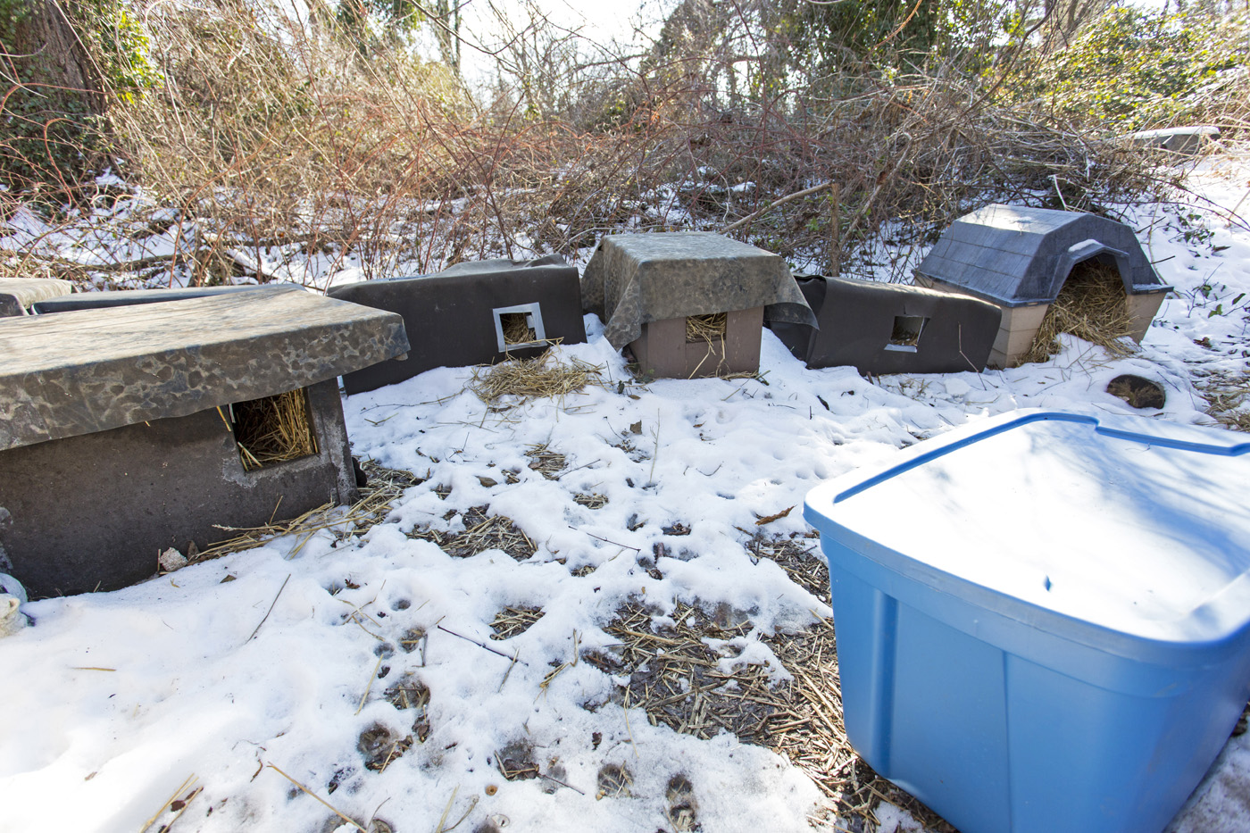 winter home for feral cats