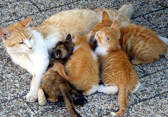 Cat and Kittens