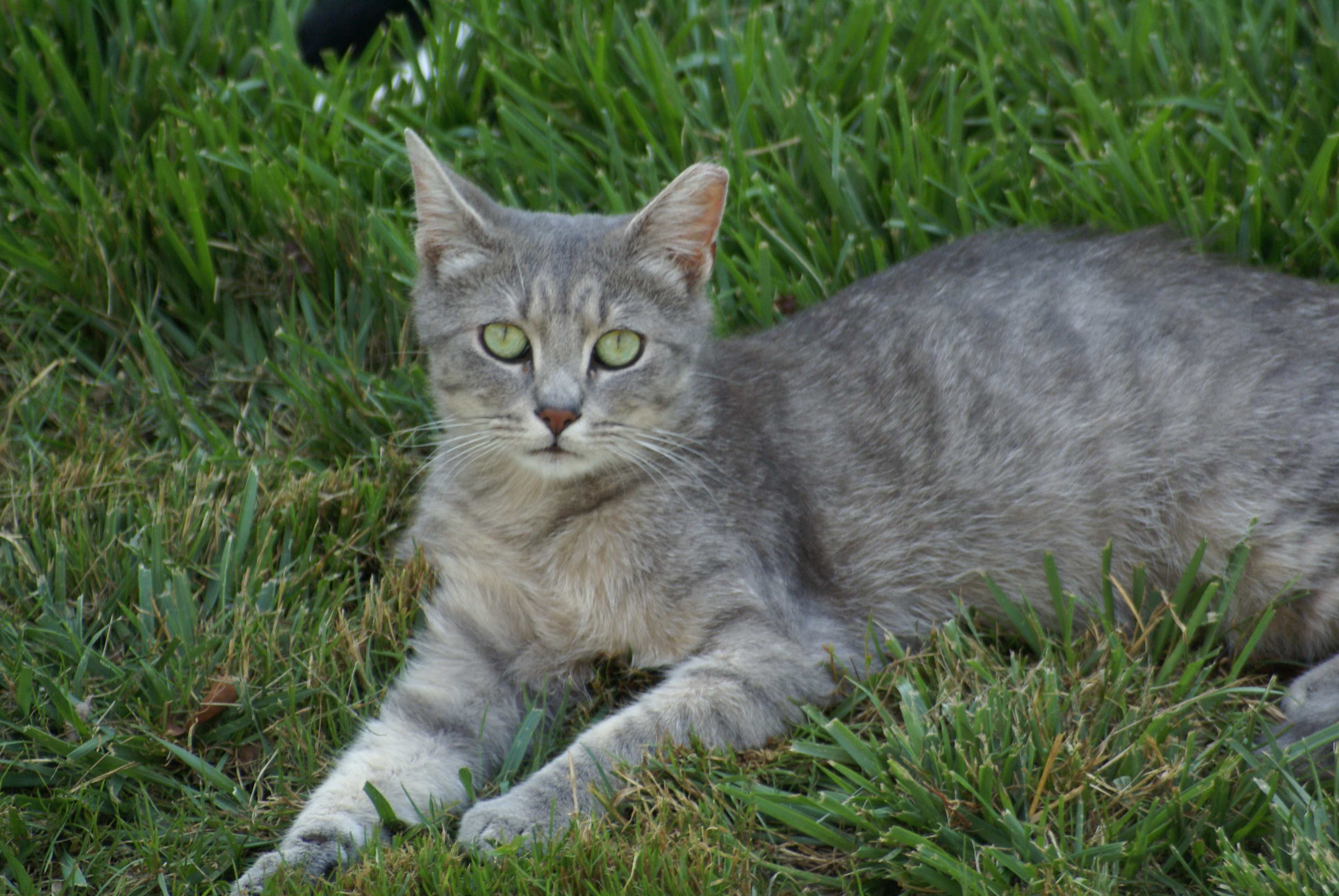 Free Spay Neuter Cat Carrier Recycling Food Bank Laurel Cats